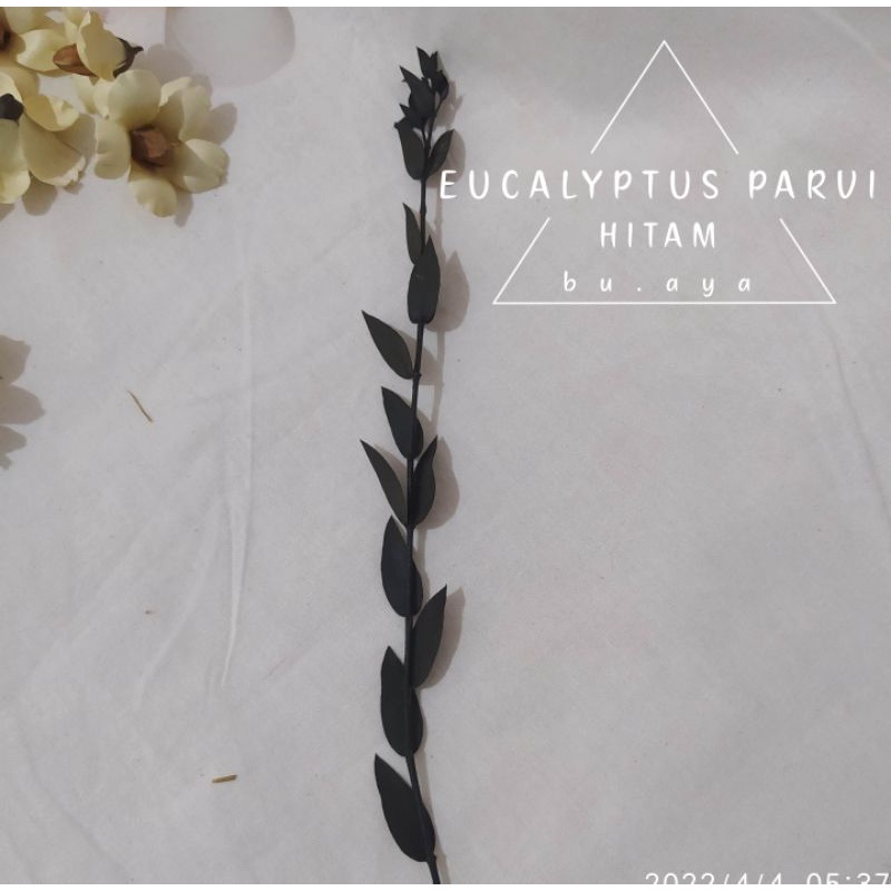 Bunga Kering Eucalyptus Parvi Dried Flower Dekorasi Mahar