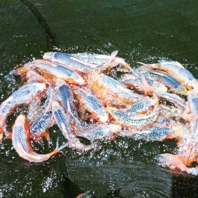 Ikan koi blitar
