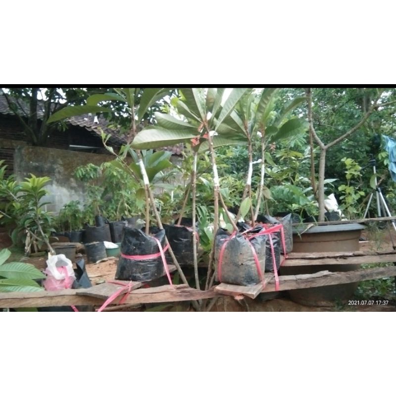 sambung susu MAMEY SAPOTE