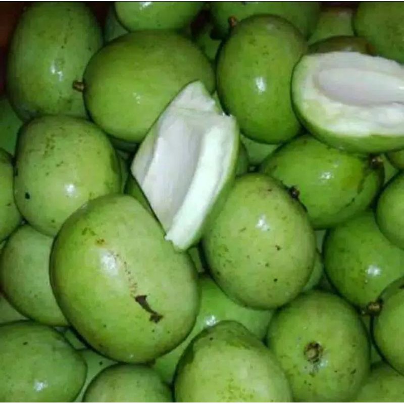 Mangga mentah muda /kg