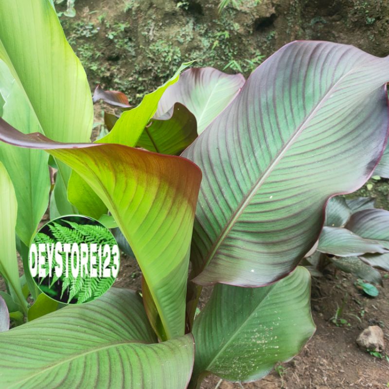 

Daun Ganyong merah segar per 1 kg