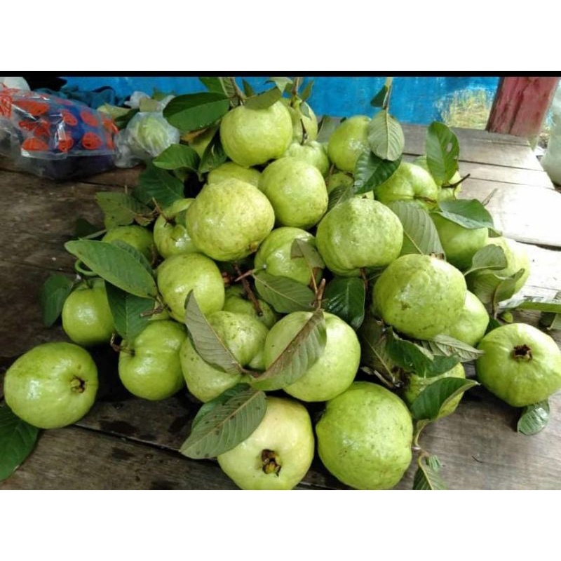 

JAMBU KRISTAL TANPA BIJI 100% KRESS