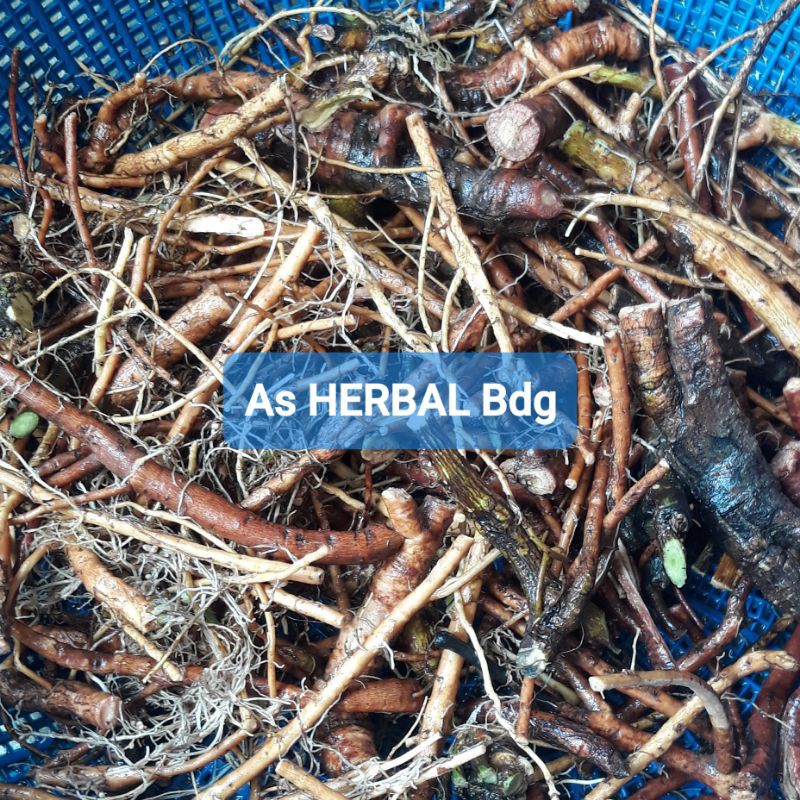

Paket 400 gram Akar Putri Malu Segar-az