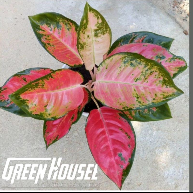 aglonema kocin /aglonema kocin/aglonema murah