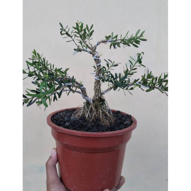 Bahan mame boxus Harlandi