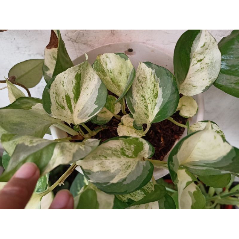 Sirih Manjula - Manjula Pothos - Sirih Keong
