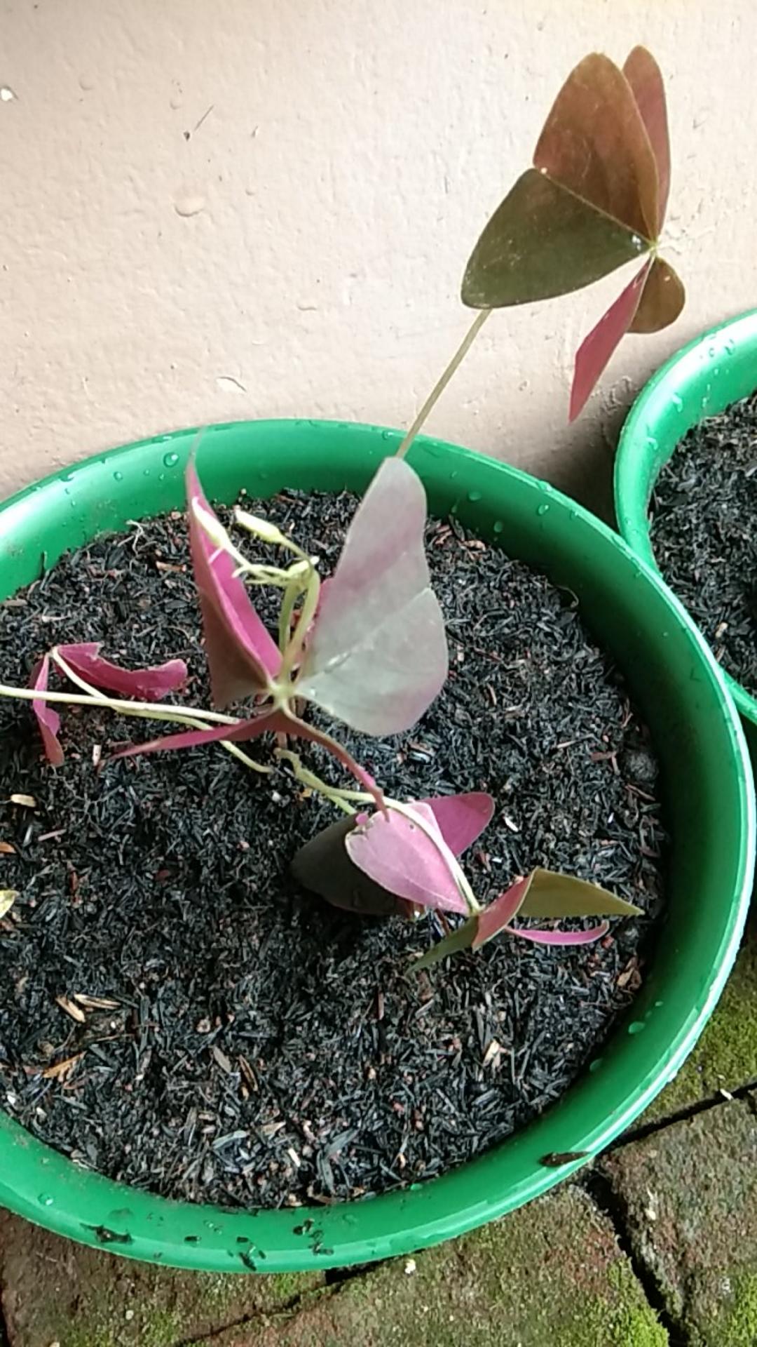 Promo Tanaman Hias Daun Kupukupu Ungu Kupu Kupu Oxalis Tanaman Unik