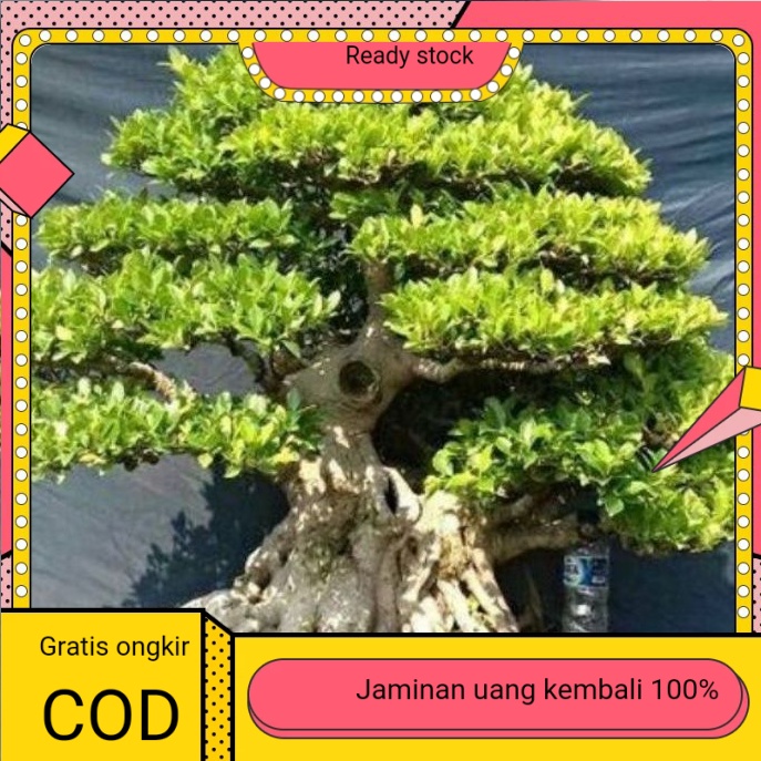 Bibit Bonsai Kimeng Cangkok paket isi 10 batang