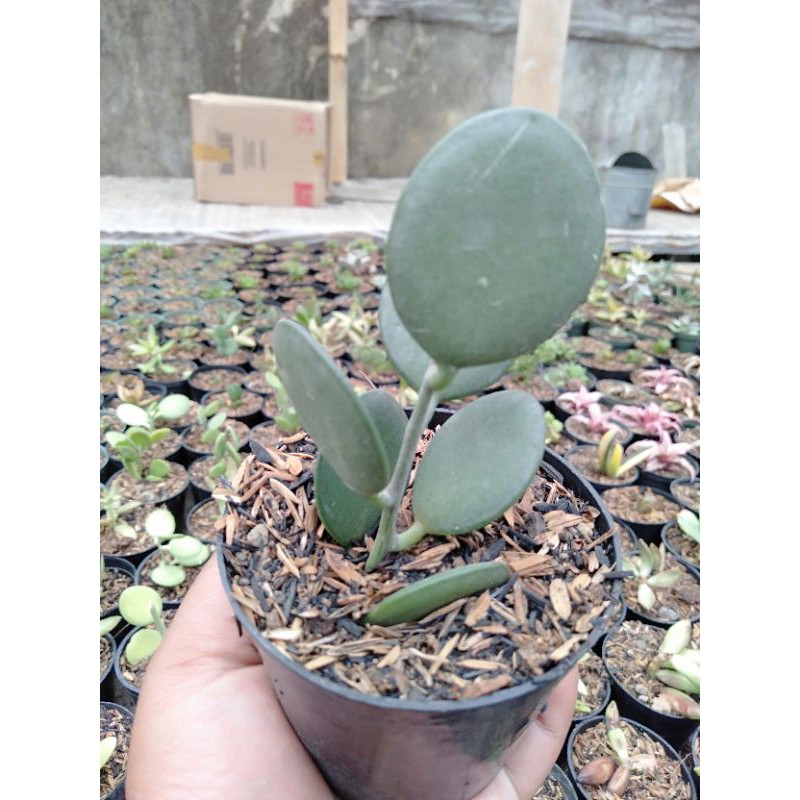 KAKTUS/SUKULEN DOLAR