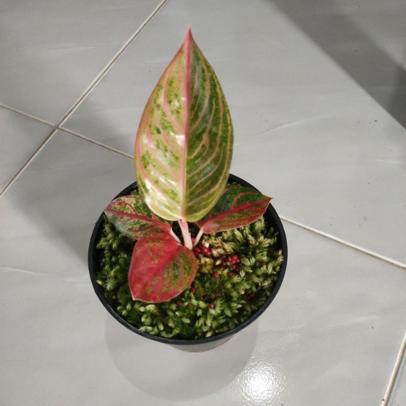 Bunga aglonema romantik love RL