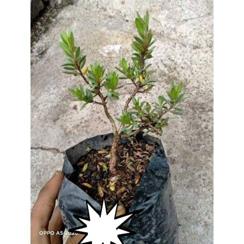 bibit bonsai santigi mawar super