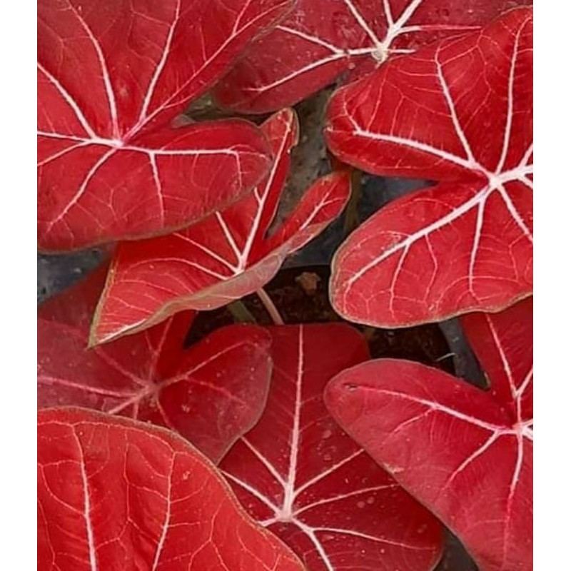 Caladium/Keladi H41/Srilampon