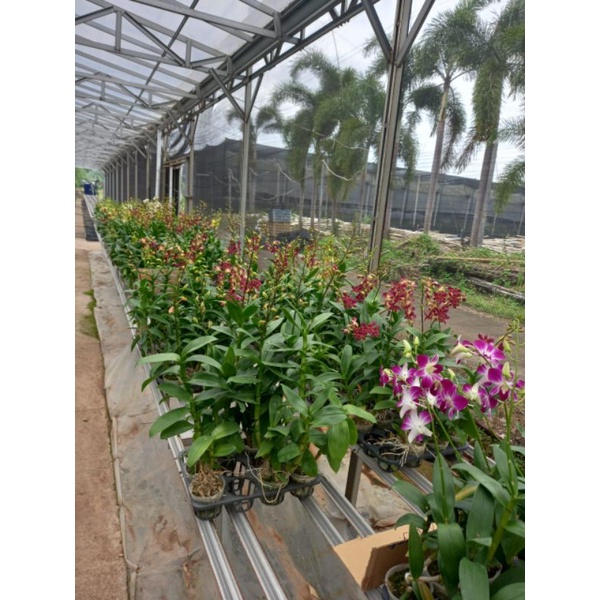 dendrobium bertachong jumbo
