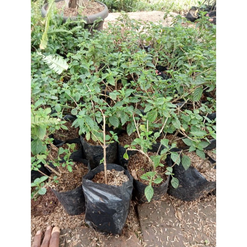 tanaman hias turnera tanaman hias turnera