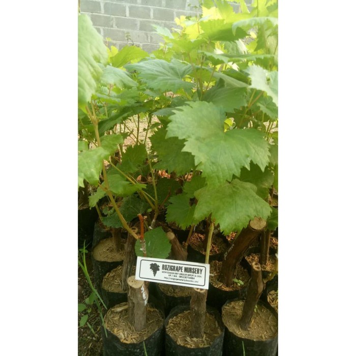 Bibit anggur import sherkhan hasil Grafting