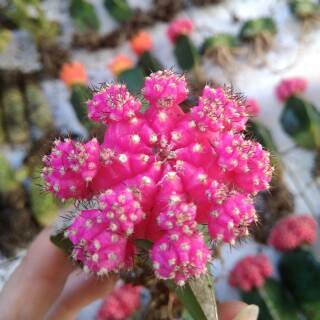  Kaktus  sukulen  mini  import Shopee Indonesia