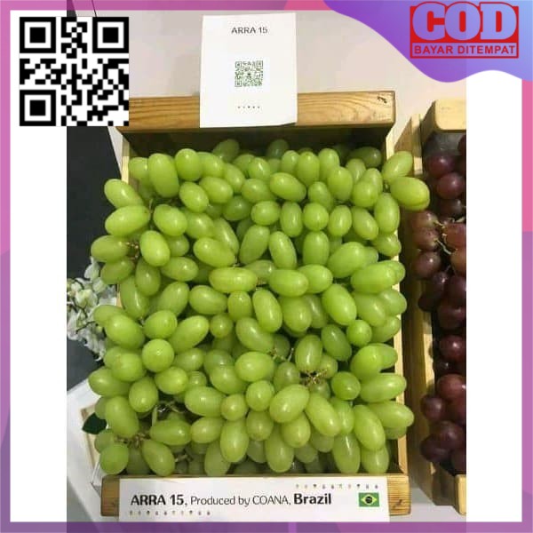 Bibit anggur Import Arra 15