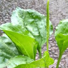 

DAUN KIURAT ATAU DAUN SENDOK 500 gram SEGAR