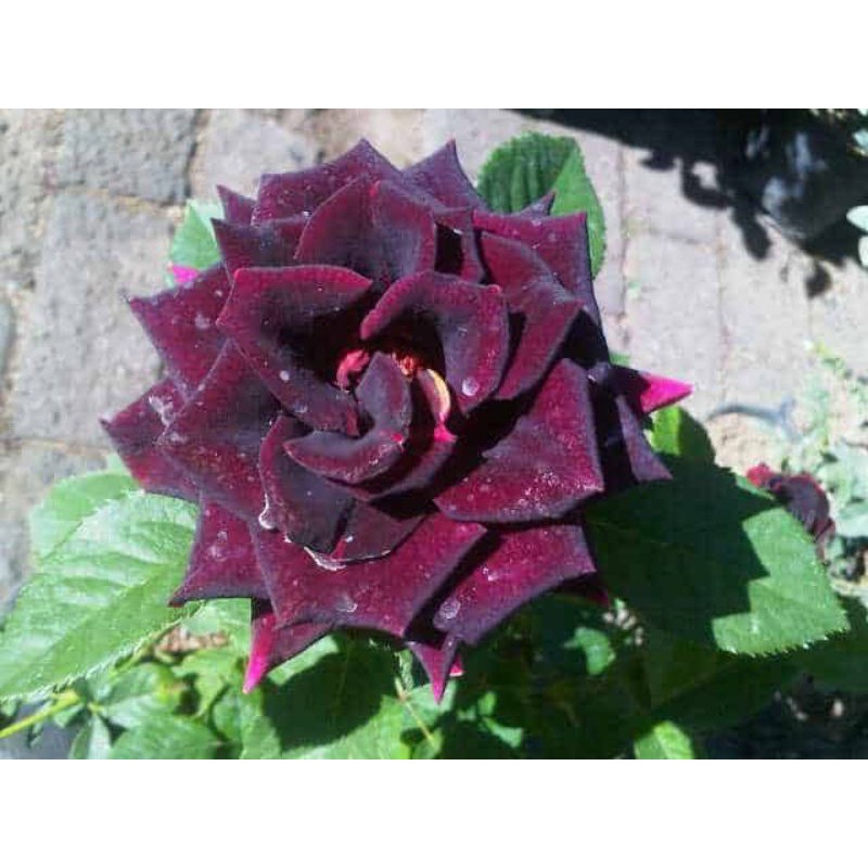 bibit mawar hitam super