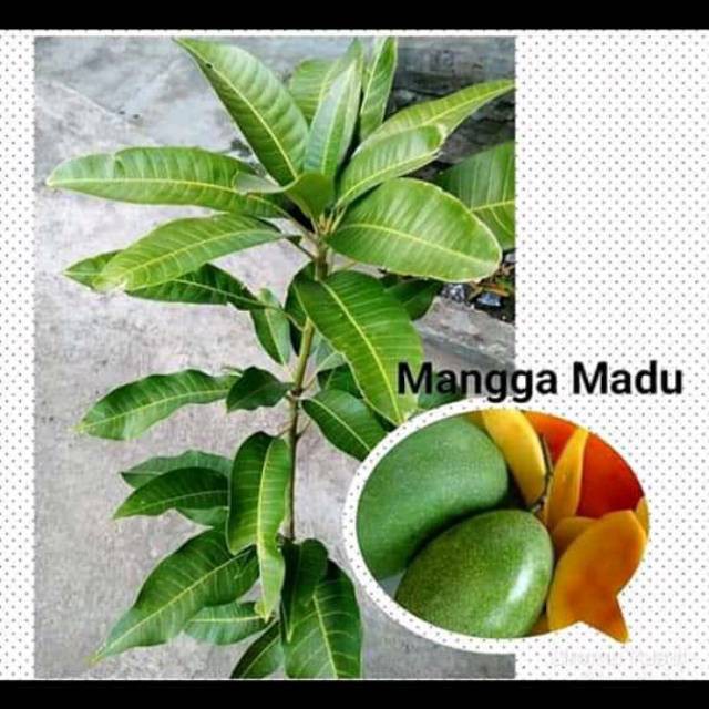 Bibit mangga madu super unggul [Bibit Berkualitas Unggul]