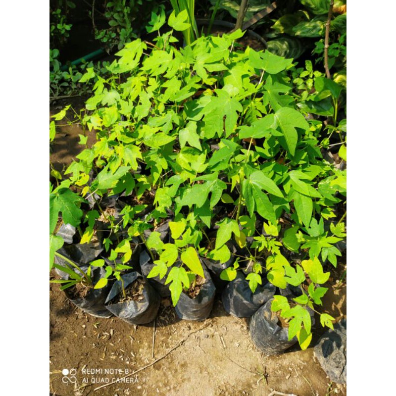 BIBIT BUAH PEPAYA CALIFORNIA bibit pepaya bibit kates