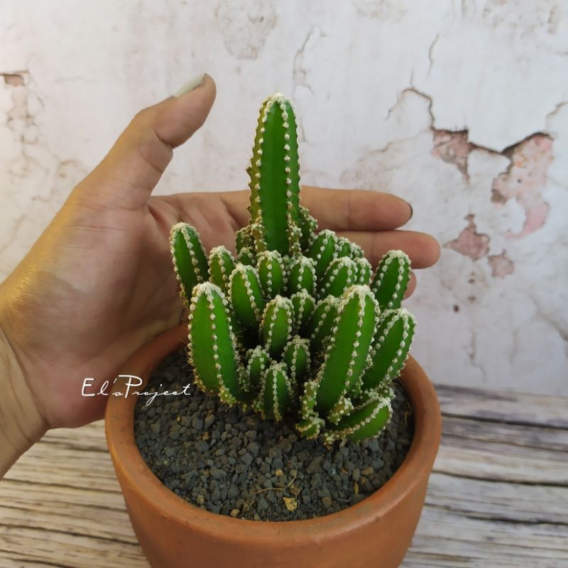 tanaman hias kaktus kastil candi Cereus tetragonus dan pot tanah liat clay