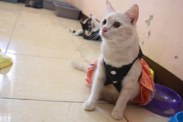 Dress motif lope orange strip lucu untuk kucing size S-XL baju kucibg termurah