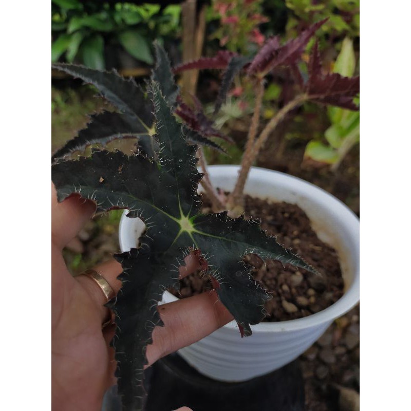 begonia black Velvet