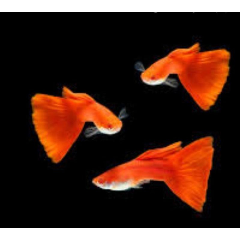 

ikan guppy albino full red..