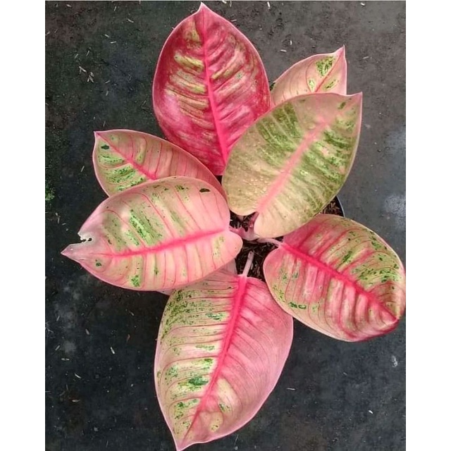 Aglonema Romantic Love Baby/Anakan