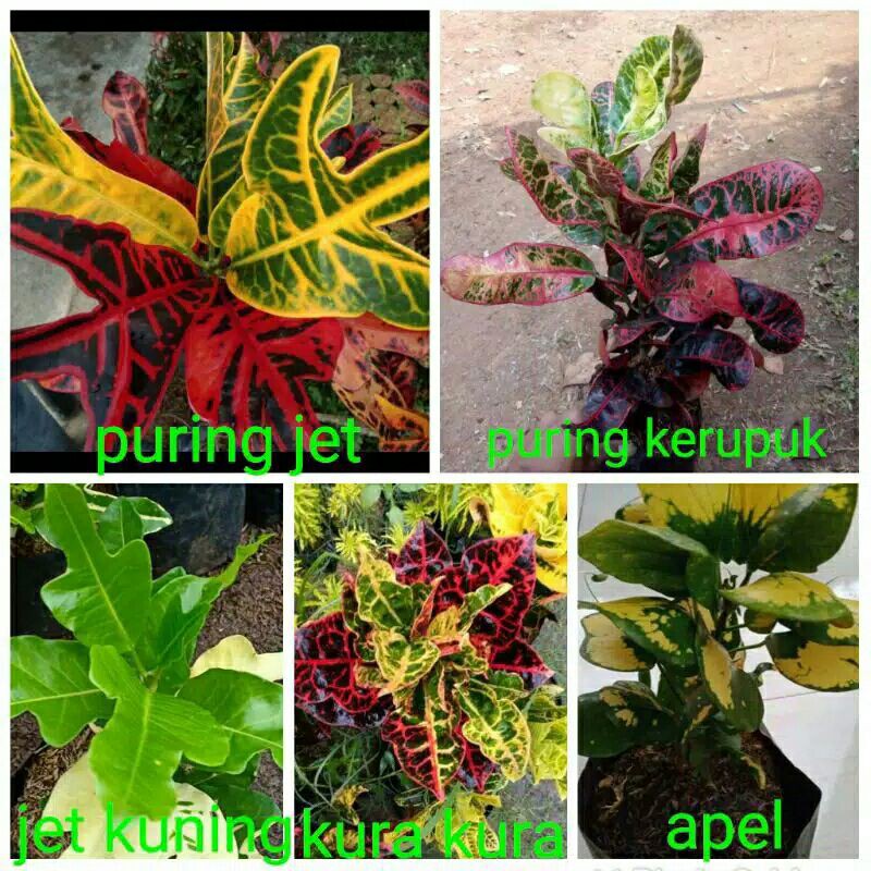 paket 5 jenis puring-tanaman hias paket tanaman hias puring-puring jet-puring kerupuk-puring apel dl
