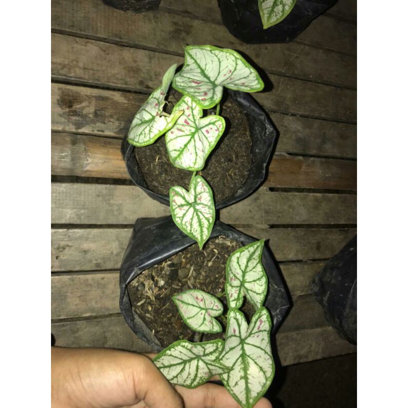 caladium strawberry star termurah