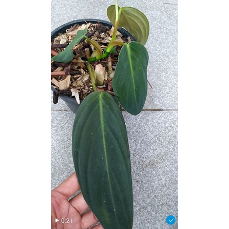 philodendron gigas