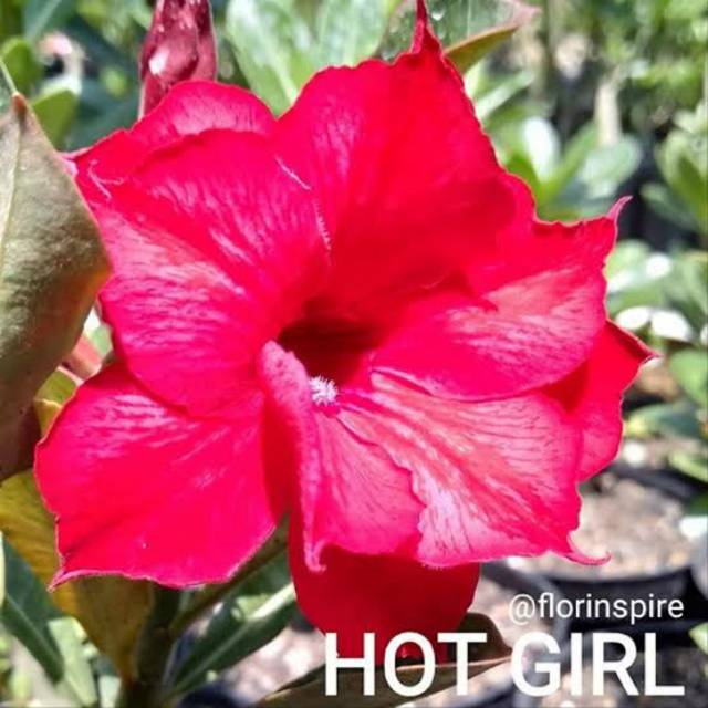 Bibit Adenium Tumpuk