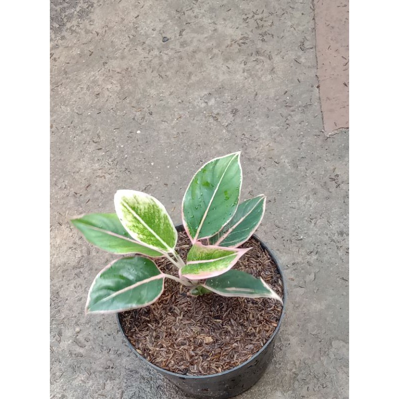 Aglonema lipstik puding