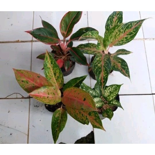 PROMO Tanaman Aglaonema Paket 4 tanaman aglonema Bigroy - butterfly ( Tanaman hias hidup indoor mura