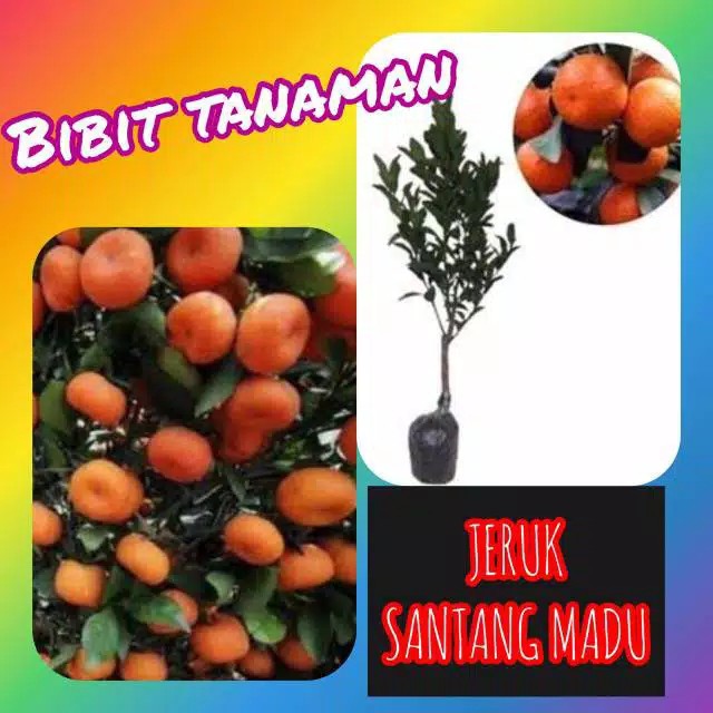 

1 paket isi 2 bbit jeruk santang madu