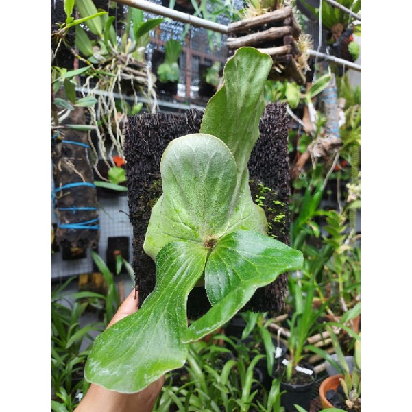 p.angolense (elephantotis silver)