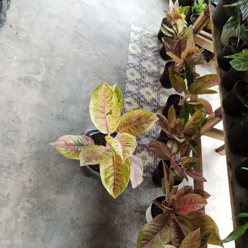 Aglonema Big Roy Murah