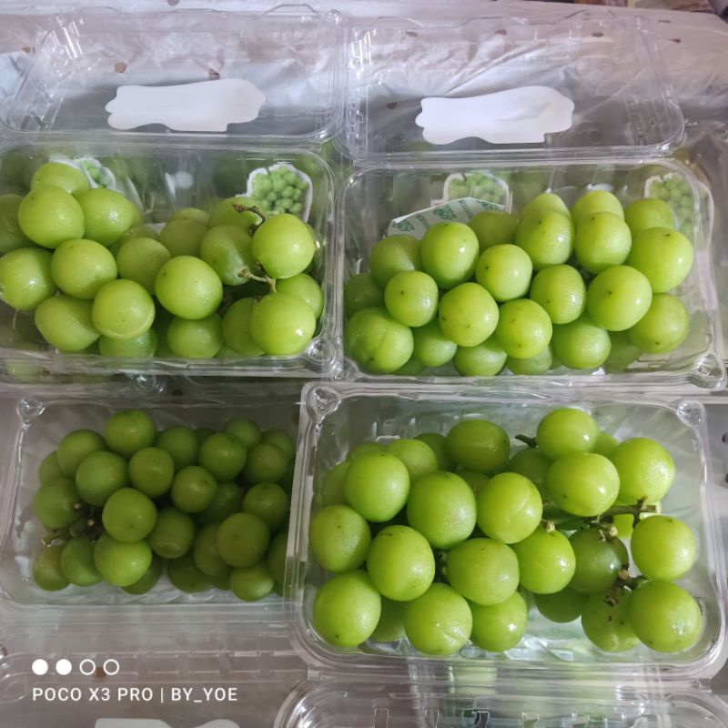 

Anggur shine muscat