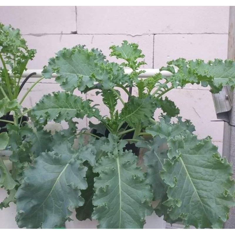Bibit Benih Biji Sayur Sayuran Kale Sayuran Daun Kale