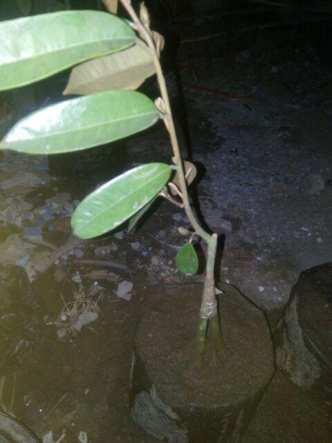 Bibit Durian Merah Kaki Tiga