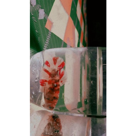 ikan cupang Giant koi Tiger