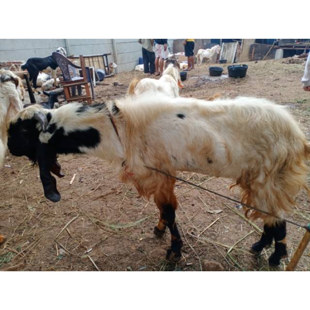 

KAMBING JAWA QURBAN & Aqiqah