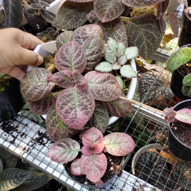 episcia import JMR