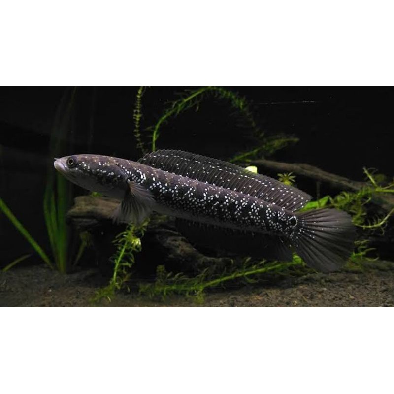 channa asiatica ws 10 cm