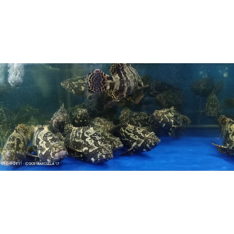 

Kerapu macan / cantang