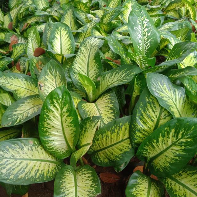 Tanaman hias blanceng zebra