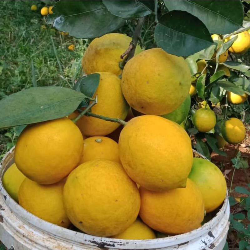 

jeruk lemon california 1000gr/1kg (4-8buah)