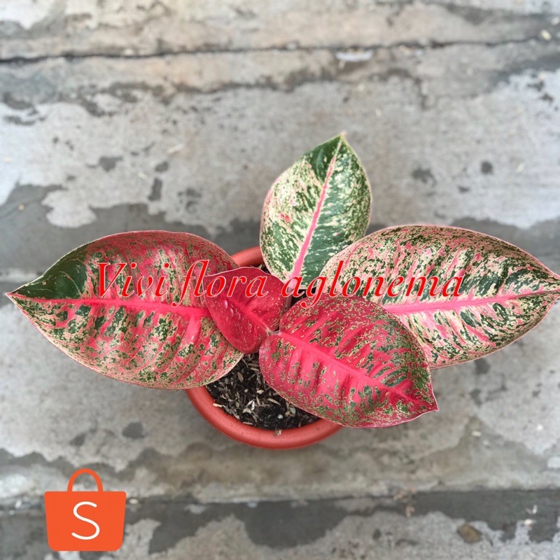 aglonema audrey aglonema hias aglonema viral tanaman hias tanaman
